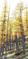 Feenwald im Herbst