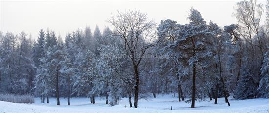 Frozen Forrest
