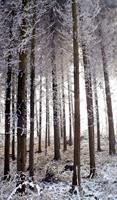 Winterwald